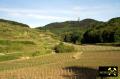 Der Kaiserstuhl in Baden-Württemberg, (D) (54) 10. Mai 2015 Blick zum Totenkopf.JPG